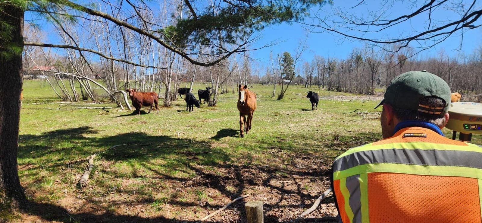 A surveyor holding a GPS receiver at the edge of a pasture while cows and a horse look on