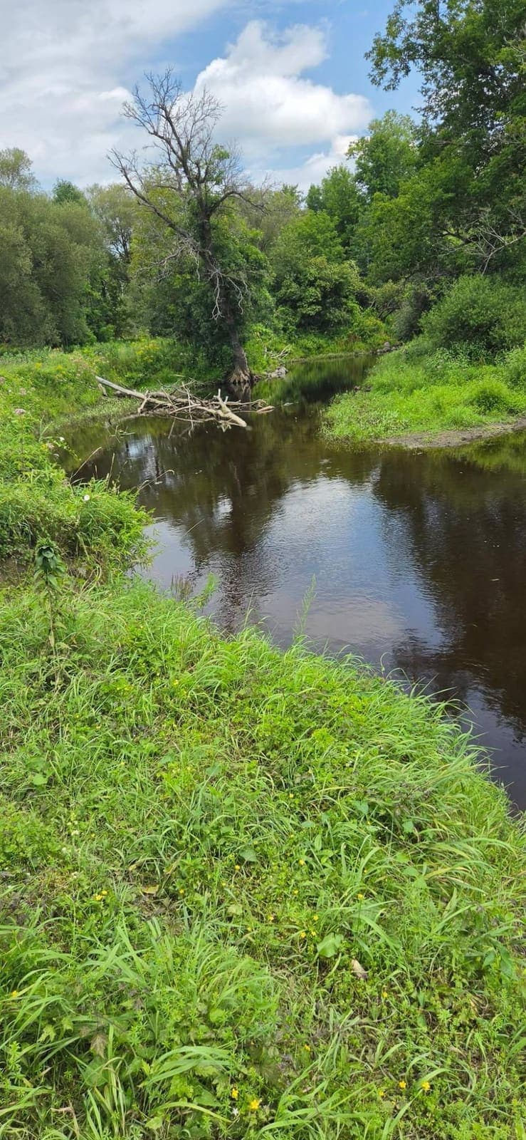 A slow river bend in summer with a fallen tree and lush green banks